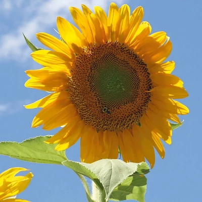 Back To The Roots 5pk Organic USA Flower Seeds 4 Back To The Roots 5pk Organic USA Flower Seeds - Image 4