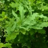 2.25gal Overcup Oak Tree - National Plant Network