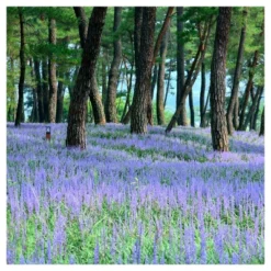 Liriope 'Big Blue' 1pc - National Plant Network - U.S.D.A. Hardiness Zones 5 - 10 -Sunnydaze Decor Store GUEST 06213c26 2138 4d07 82e6 23b5390bf7d4