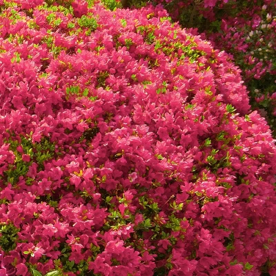 2.5qt Hino Crimson Azalea Plant With Red/Pink Blooms - National Plant Network 3 2.5qt Hino Crimson Azalea Plant With Red/Pink Blooms - National Plant Network - Image 3