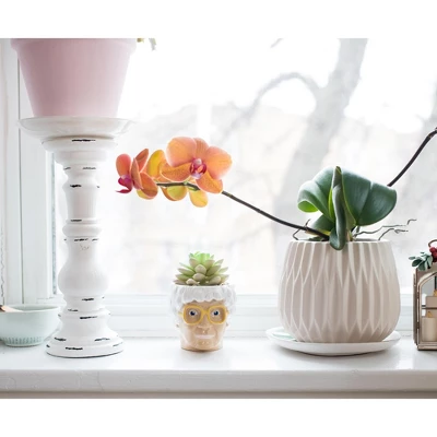 Silver Buffalo The Golden Girls Sophia Face Mini Ceramic Planter With Faux Succulent | 3 Inches 2 Silver Buffalo The Golden Girls Sophia Face Mini Ceramic Planter With Faux Succulent | 3 Inches - Image 2