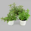 Burpee Herb 'Chocolate Mint' 1pc Seasonal Grown In All U.S.D.A. Hardiness Zones National Plant Network 4"