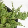 2.25gal Blue Rug Juniper Plant - National Plant Network