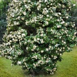 2.5qt Camellia Japonica Plant With White Blooms - National Plant Network 6 2.5qt Camellia Japonica Plant With White Blooms - National Plant Network -Sunnydaze Decor Store GUEST 0aaaba70 373c 4db7 96ff 1c91363ea375