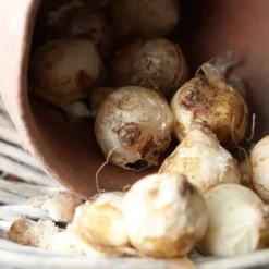 25ct Grape Hyacinths Comosum Bulbs - Van Zyverden -Sunnydaze Decor Store GUEST 0adf20d9 c78d 4995 96eb 8be6c1efe27f 1