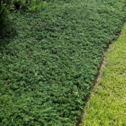 2.25gal Blue Rug Juniper Plant - National Plant Network 6 2.25gal Blue Rug Juniper Plant - National Plant Network -Sunnydaze Decor Store GUEST 0d31f584 36d2 4c77 b29a ef21e093eda4