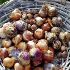 Van Zyverden 46ct Bulbs Multicolored Unison Spring Blooming Patio Planter Set 8 Van Zyverden 46ct Bulbs Multicolored Unison Spring Blooming Patio Planter Set -Sunnydaze Decor Store GUEST 10b234b1 254a 4d4a 8e54 1c85e48c896d