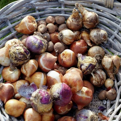 Van Zyverden 46ct Bulbs Multicolored Unison Spring Blooming Patio Planter Set 4 Van Zyverden 46ct Bulbs Multicolored Unison Spring Blooming Patio Planter Set - Image 4