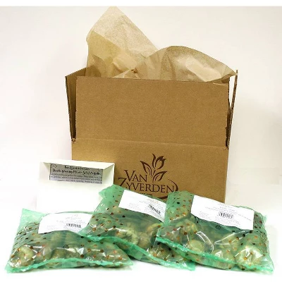 50ct Grape Hyacinths Bulbs - Van Zyverden 4 50ct Grape Hyacinths Bulbs - Van Zyverden - Image 4