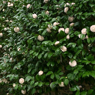 2.5qt Camellia Japonica Plant With White Blooms - National Plant Network 4 2.5qt Camellia Japonica Plant With White Blooms - National Plant Network - Image 4