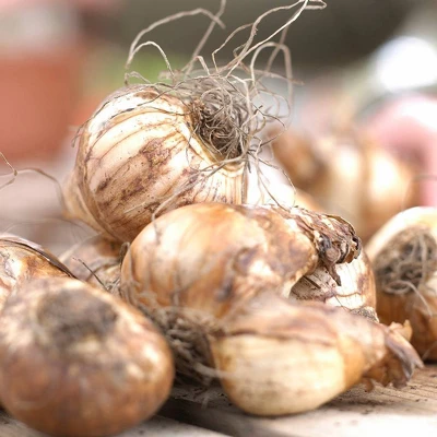 12ct Daffodils Apricot Whirl Bulbs - Van Zyverden 3 12ct Daffodils Apricot Whirl Bulbs - Van Zyverden - Image 3