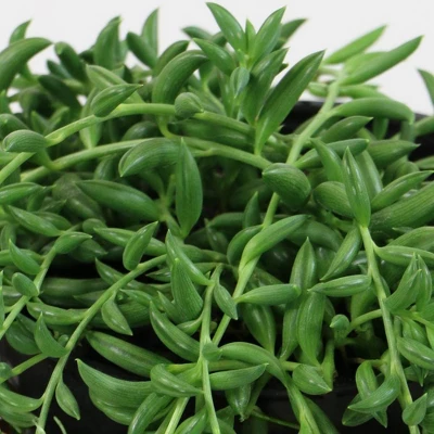 3pc String Of Bananas - National Plant Network 1 3pc String Of Bananas - National Plant Network