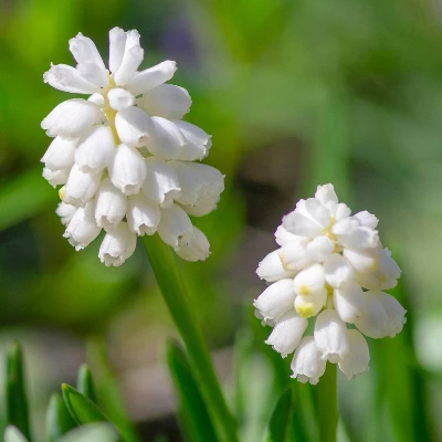 Van Zyverden 40ct Bulbs Multicolored Harmony Spring Blooming Patio Planter Set 2 Van Zyverden 40ct Bulbs Multicolored Harmony Spring Blooming Patio Planter Set - Image 2