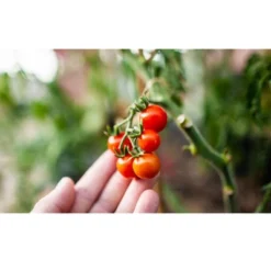 Coast Of Maine OMRI Listed Tomato And Vegetable Plant Potting Soil Compost Blend For Container Gardens And Flower Pots, 20 Quart Bag (2 Pack) -Sunnydaze Decor Store GUEST 1b164dd3 2120 40a0 877f 22346e4a8612