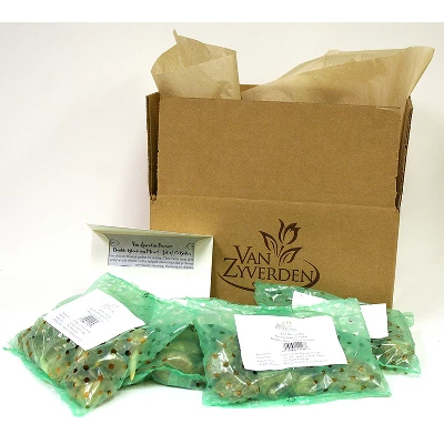 Spring Time Favorites Bulb Collection Set Of 75 Bulbs - Red/Yellow/Blue - Van Zyverden 5 Spring Time Favorites Bulb Collection Set Of 75 Bulbs - Red/Yellow/Blue - Van Zyverden - Image 5