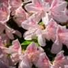 Encore 1pc Azalea Autumn Chiffon - National Plant Network