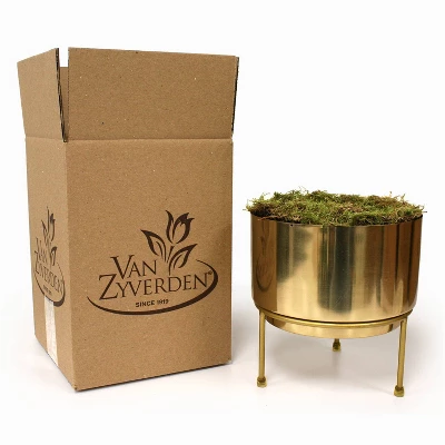 3ct Amaryllis Trio Preplanted Bulbs With Iron Brass Finish Pan Planter And Stand - Van Zyverden 3 3ct Amaryllis Trio Preplanted Bulbs With Iron Brass Finish Pan Planter And Stand - Van Zyverden - Image 3