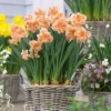12ct Daffodils Apricot Whirl Bulbs - Van Zyverden