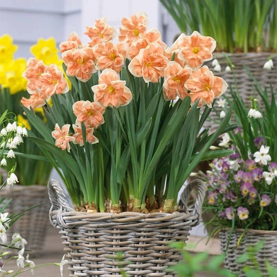 12ct Daffodils Apricot Whirl Bulbs - Van Zyverden 1 12ct Daffodils Apricot Whirl Bulbs - Van Zyverden