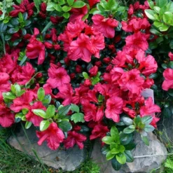 Azalea 'Johanna' 1pc U.S.D.A. Hardiness Zones 6-8 National Plant Network 2.25gal -Sunnydaze Decor Store GUEST 21357325 e777 4da5 9734 b2fa3464b82e