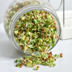 Tribest GEO Sprouting Jar System With Stainless Steel Rack And Ceramic Base Plate – Clear 11 Tribest GEO Sprouting Jar System With Stainless Steel Rack And Ceramic Base Plate – Clear -Sunnydaze Decor Store GUEST 233561dd d0c4 4b22 8d23 695e494c00e1