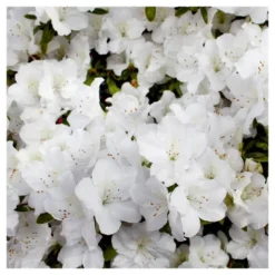 Azalea Delaware Valley White' 1pc - National Plant Network - U.S.D.A. Hardiness Zones 5 - 8 -Sunnydaze Decor Store GUEST 23ee9ed0 c8a1 457a a461 e59ee458a1bc