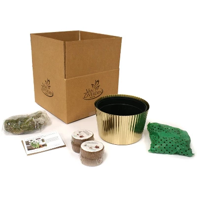 10ct Narcissus Paperwhite Kit Ziva With Iron Brass Fluted Pan Planter - Van Zyverden 2 10ct Narcissus Paperwhite Kit Ziva With Iron Brass Fluted Pan Planter - Van Zyverden - Image 2