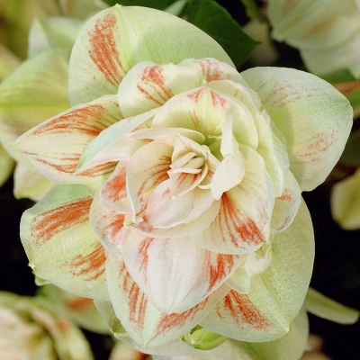Van Zyverden 3ct Bulbs Amaryllis White Nymph Floor Planter Set 1 Van Zyverden 3ct Bulbs Amaryllis White Nymph Floor Planter Set