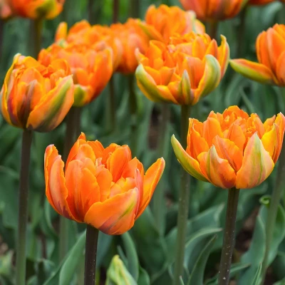 Van Zyverden 40ct Bulbs Multicolored Harmony Spring Blooming Patio Planter Set 3 Van Zyverden 40ct Bulbs Multicolored Harmony Spring Blooming Patio Planter Set - Image 3