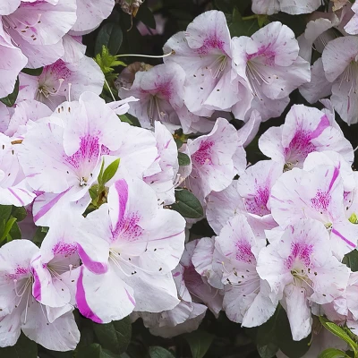 1gal Encore Twist Azalea Plant With Purple And White Blooms - National Plant Network 2 1gal Encore Twist Azalea Plant With Purple And White Blooms - National Plant Network - Image 2