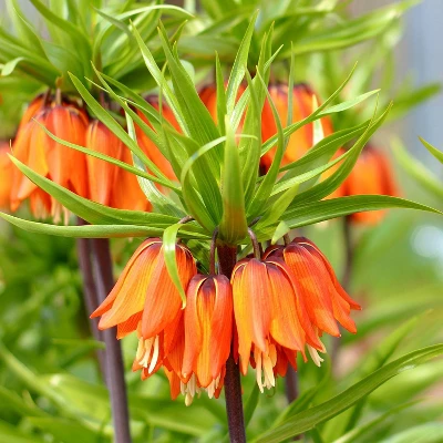 Van Zyverden 40ct Bulbs Multicolored Harmony Spring Blooming Patio Planter Set 1 Van Zyverden 40ct Bulbs Multicolored Harmony Spring Blooming Patio Planter Set