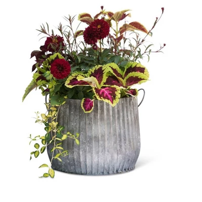 Gardener's Supply Company Galvanized Ribbed Barrel Planter, 12" 2 Gardener's Supply Company Galvanized Ribbed Barrel Planter, 12" - Image 2