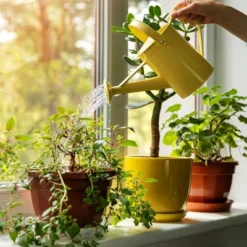 Back To The Roots All Purpose Plant Food 1.5lb -Sunnydaze Decor Store GUEST 2be3a9ba 855d 4f3e 931f 9753742bcc07