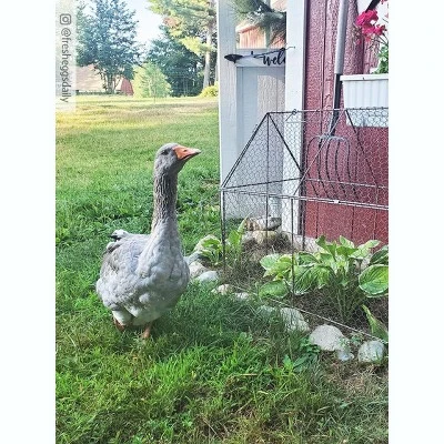 Gardener’s Supply Company Chicken Wire Crop Coop | Protection Against Birds And Wild Animals | Rust- Resistant With Easy-Access Roof Panel For Quick 3 Gardener’s Supply Company Chicken Wire Crop Coop | Protection Against Birds And Wild Animals | Rust- Resistant With Easy-Access Roof Panel For Quick - Image 3