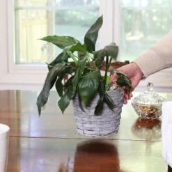 Sunnydaze Decor Sunnydaze Indoor Poplar Wicker Planters With Plastic Liners - Gray - Set Of 5 11 Sunnydaze Decor Sunnydaze Indoor Poplar Wicker Planters With Plastic Liners - Gray - Set Of 5 -Sunnydaze Decor Store GUEST 32a65b10 7dd7 438d a96c 5c895d7075c1