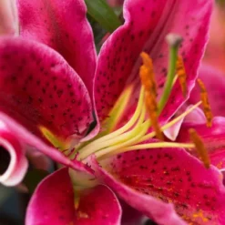 Lilies Oriental Stargazer - Set Of 12 Bulbs - Van Zyverden -Sunnydaze Decor Store GUEST 3488fe45 46ff 4f1d 9d94 c5b992153165