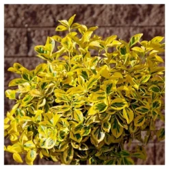 Euonymus 'Golden' 1pc In 2.5 Quart Container - National Plant Network - U.S.D.A. Hardiness Zones 6 - 9 -Sunnydaze Decor Store GUEST 34975495 67b9 47de 9596 15eb8b443d4f