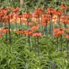 3ct Fritillaria Rubra Bulbs - Van Zyverden
