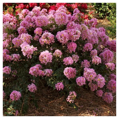 Dwarf Crepe Myrtle 'Pocomoke' 1pc - National Plant Network U.S.D.A Hardiness Zone 6-9 2 Dwarf Crepe Myrtle 'Pocomoke' 1pc - National Plant Network U.S.D.A Hardiness Zone 6-9 - Image 2