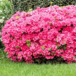 2.5qt Macrantha Pink Azalea Plant With Pink Blooms - National Plant Network 5 2.5qt Macrantha Pink Azalea Plant With Pink Blooms - National Plant Network -Sunnydaze Decor Store GUEST 39f608e9 819f 44be 8f69 d5065bac36f7