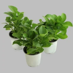 3pc Hydrangea Lime Lovebird - National Plant Network