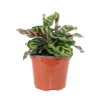 3pk Calathea Makoyana Plant - National Plant Network