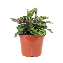 3pk Calathea Makoyana Plant - National Plant Network