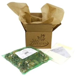 3ct Fritillaria Lutea Bulbs - Van Zyverden -Sunnydaze Decor Store GUEST 3ec89b3a 67aa 458a bc1b 0e64f312c218 5