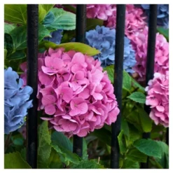 Hydrangea 'LA Dreamin' 3pc - National Plant Network - U.S.D.A. Hardiness Zones 5 - 10 6 Hydrangea 'LA Dreamin' 3pc - National Plant Network - U.S.D.A. Hardiness Zones 5 - 10 -Sunnydaze Decor Store GUEST 4313d3ac d141 42cb ab4c 380570545341