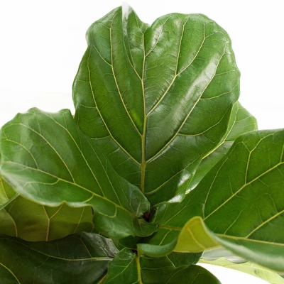 Ficus Lyrata Standard - National Plant Network 1 Ficus Lyrata Standard - National Plant Network