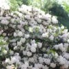 1gal Encore Lily Azalea Plant With White Blooms - National Plant Network