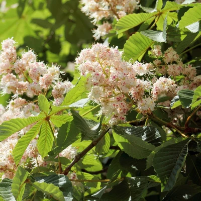 2.25gal Chinese Chestnut Tree - National Plant Network 3 2.25gal Chinese Chestnut Tree - National Plant Network - Image 3