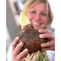 Van Zyverden Amaryllis Orange Sovereign Flower Bulb -Sunnydaze Decor Store GUEST 4dbb9975 1011 496f 99d2 0c50de5f7e46