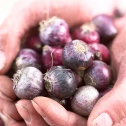 Scilla Peruviana Set Of 5 Bulbs - Blue - Van Zyverden